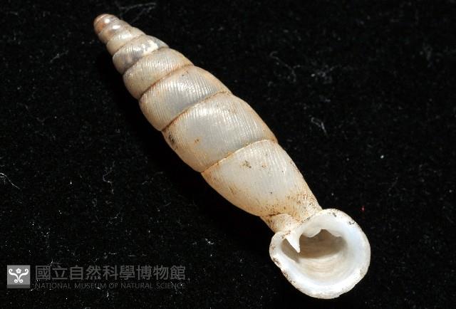 高木大傘口煙管蝸牛藏品圖，第10張