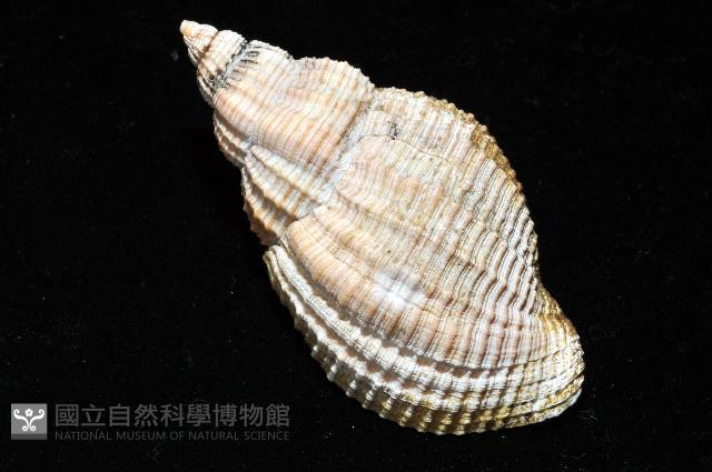 巨核螺藏品圖，第10張