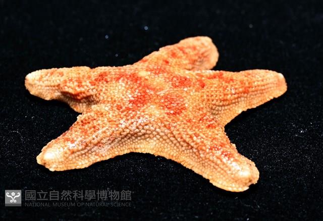 林氏海燕藏品圖，第10張