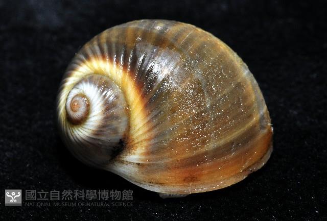 小灰玉螺藏品圖，第10張