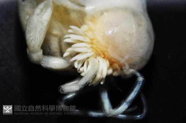中華淺鰓虱藏品圖，第10張