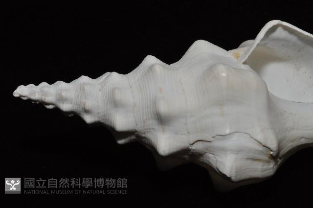 波緣長旋螺藏品圖，第10張