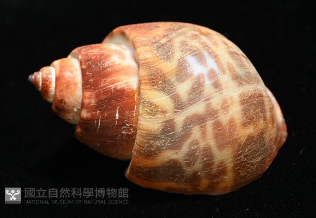 深溝鳳螺藏品圖，第10張