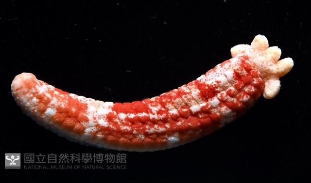 少篩蛇海星藏品圖，第10張