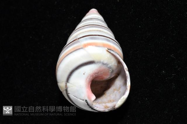 彩虹蝸牛藏品圖，第10張