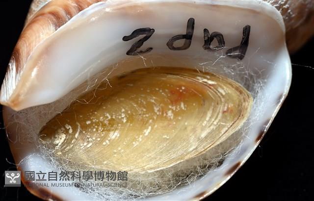 南非鳳螺藏品圖，第10張