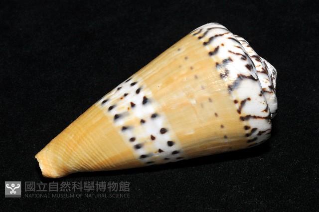 鼬鼠芋螺藏品圖，第10張