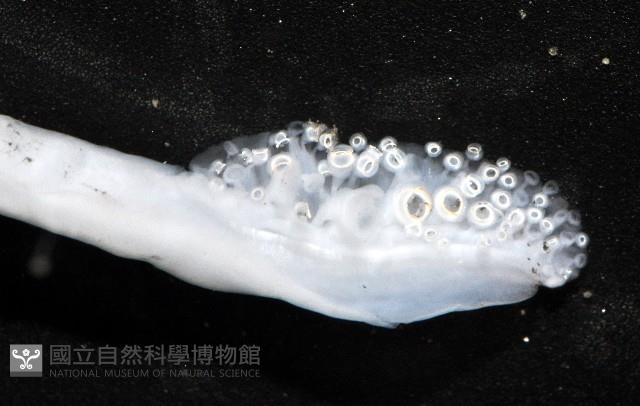 花烏賊(圖氏後烏賊)藏品圖，第10張