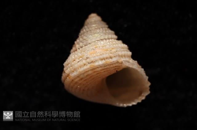 千島國鐘螺藏品圖，第10張