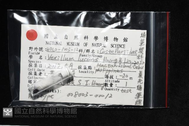 晨光蛹筆螺藏品圖，第10張
