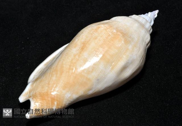 圓袖鳳凰螺藏品圖，第10張