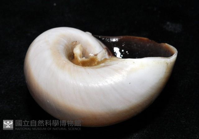 大玉螺藏品圖，第10張