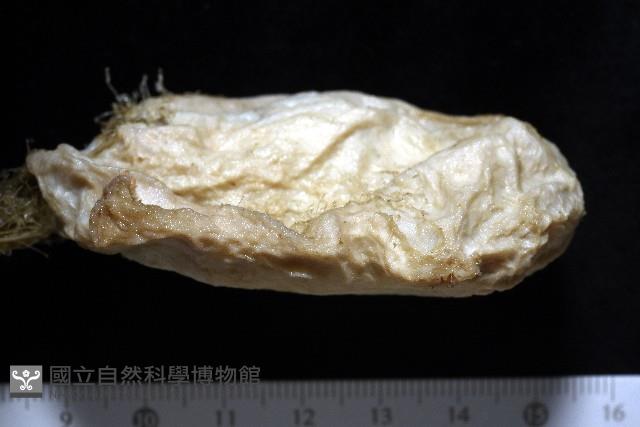 北極有柄海鞘藏品圖，第10張
