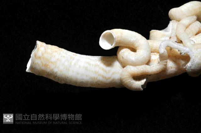 散子蛇螺藏品圖，第10張