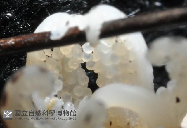 柏氏四盤耳烏賊藏品圖，第10張