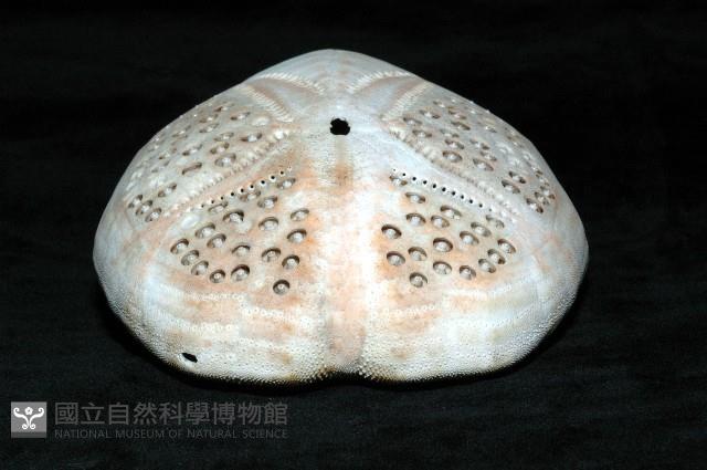 秀麗布萊海膽藏品圖，第10張