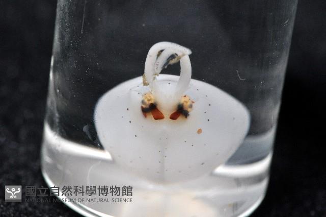 瓦爾迪瓦紡錘魷藏品圖，第10張