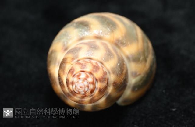 臺灣鳳螺藏品圖，第10張