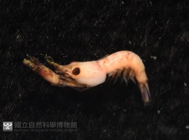 未知種海羊齒共生蝦藏品圖，第10張