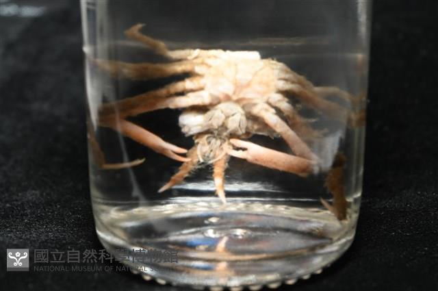 未知種長腿蟹藏品圖，第10張
