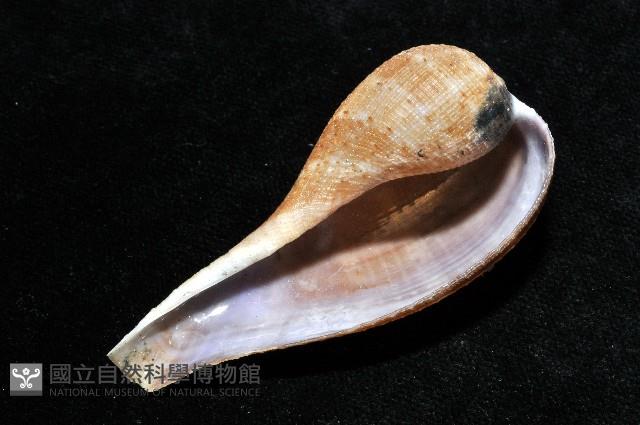 小枇杷螺藏品圖，第10張