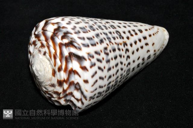 密碼芋螺藏品圖，第10張