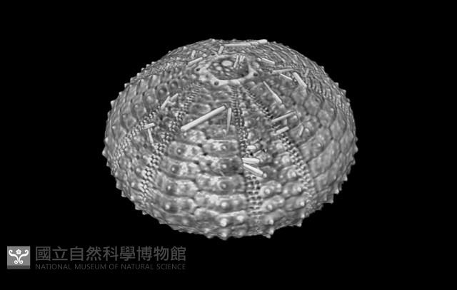 芮氏刻肋海膽藏品圖，第10張