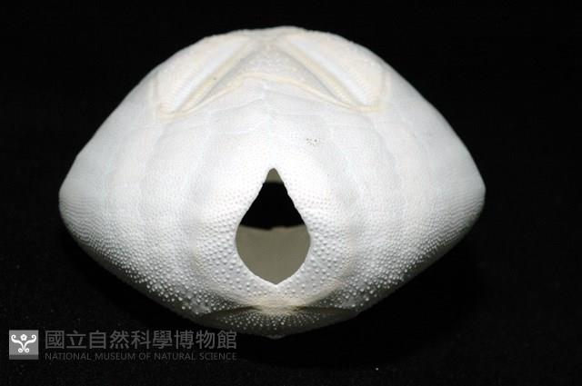 心形海壺藏品圖，第10張