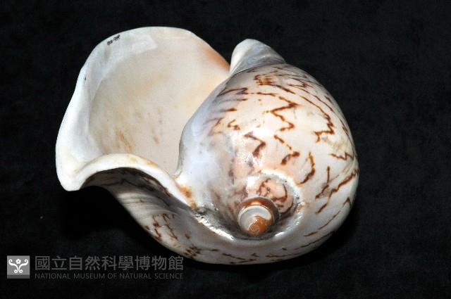 舞袖渦螺藏品圖，第10張