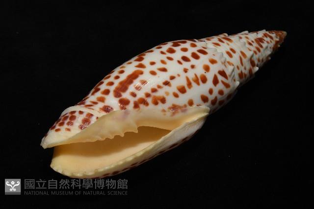大紅牙筆螺藏品圖，第10張
