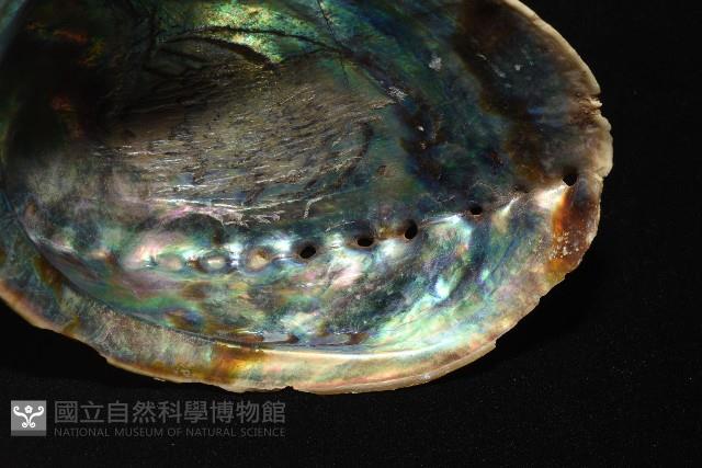 孔雀鮑螺藏品圖，第10張