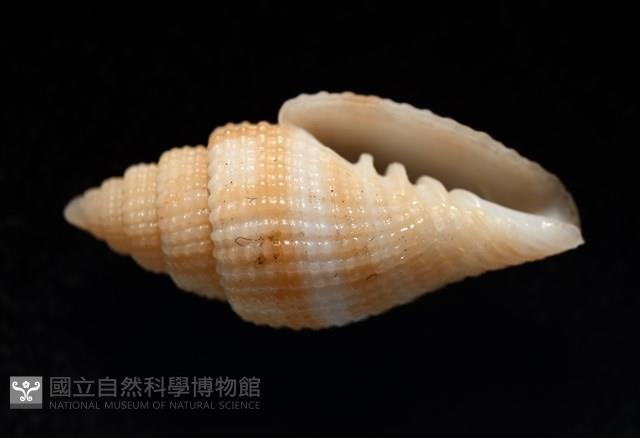 西非渦筆螺藏品圖，第10張