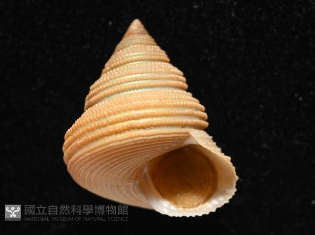景林鐘螺藏品圖，第10張