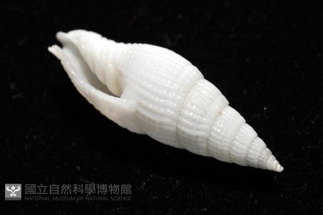 玉麟蛹筆螺藏品圖，第10張