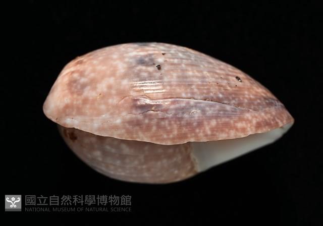 棗螺藏品圖，第10張
