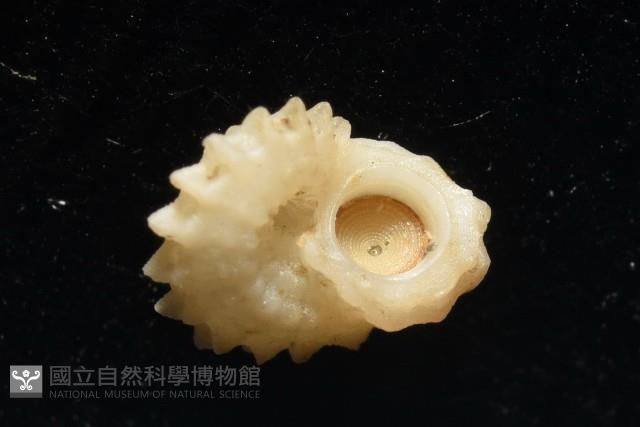小夜曲花冠螺藏品圖，第10張