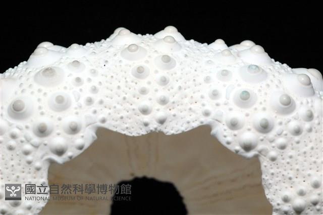 石筆海膽(鉛筆海膽)藏品圖，第10張