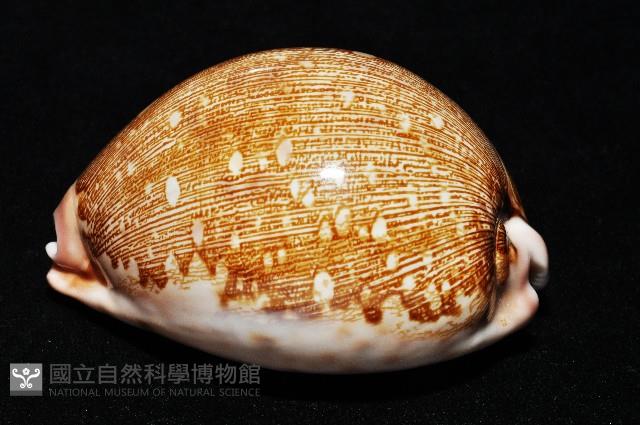 泛紅地圖寶螺藏品圖，第10張