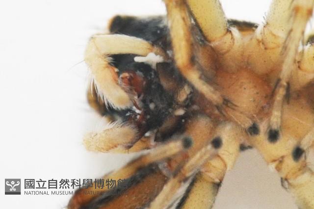 多色金毛蛛藏品圖，第10張