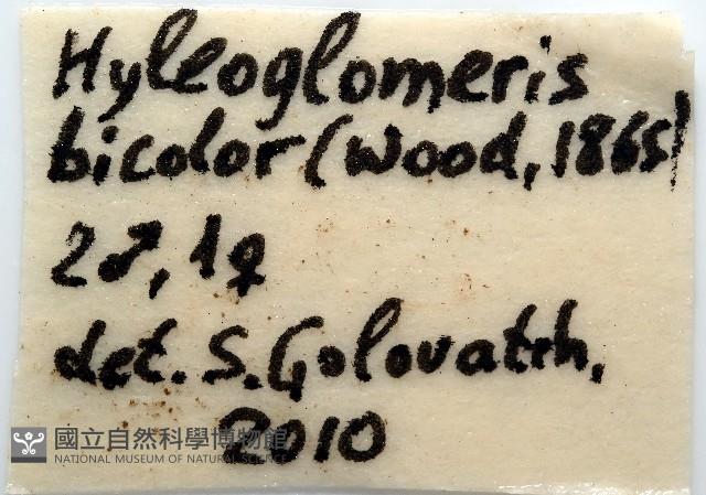 雙色木球馬陸藏品圖，第10張