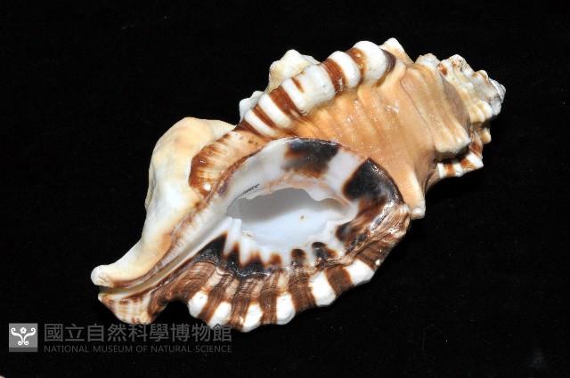 象鼻法螺藏品圖，第10張
