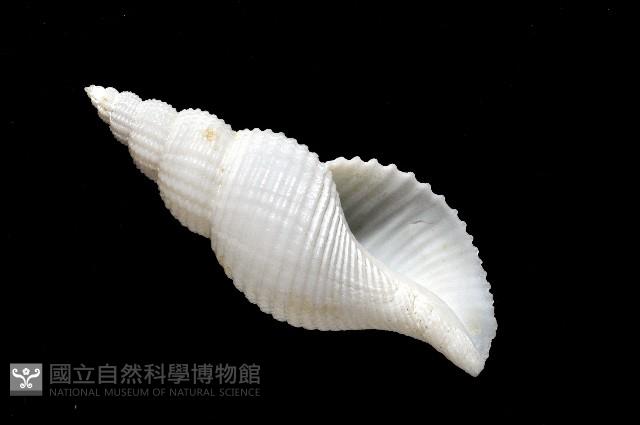琉球峨螺藏品圖，第10張
