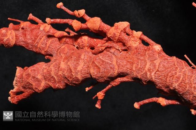 紅扇珊瑚藏品圖，第10張