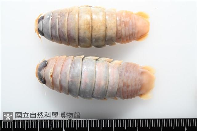 未知種紡錘水虱藏品圖，第10張