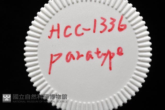 阿禮高腰蝸牛藏品圖，第10張