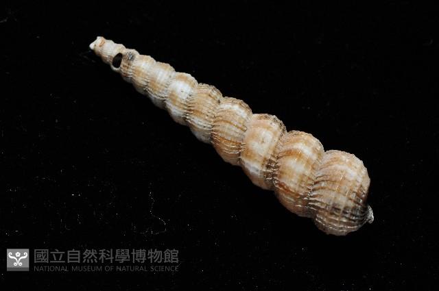火燄海螄螺藏品圖，第10張