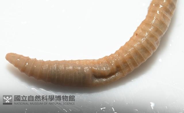 墾丁遠環蚓藏品圖，第10張