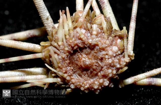 環棘深淵沙棱海膽藏品圖，第10張