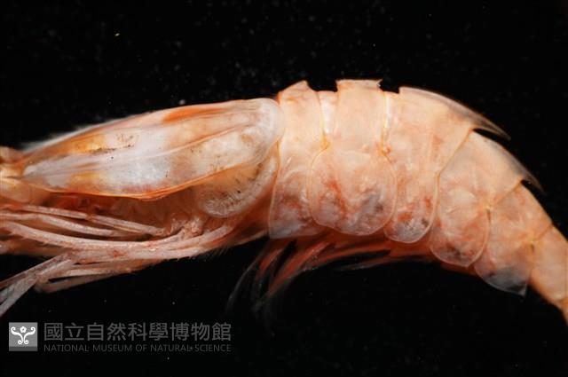 思氏不對稱鰓虱藏品圖，第10張