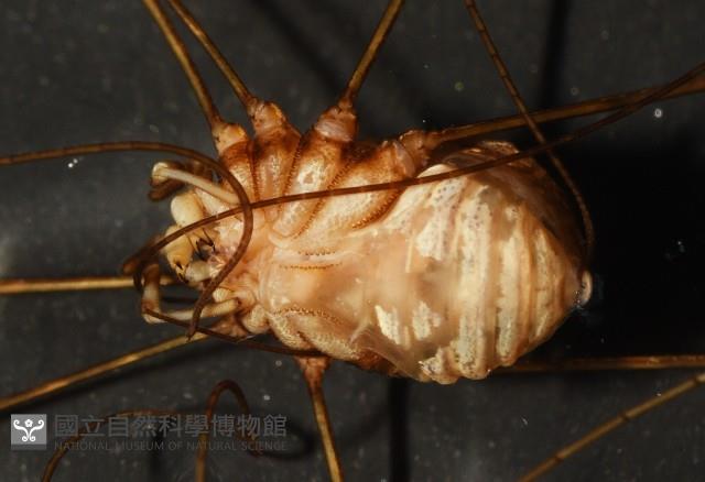 登錄號:007926-00002藏品圖，第10張